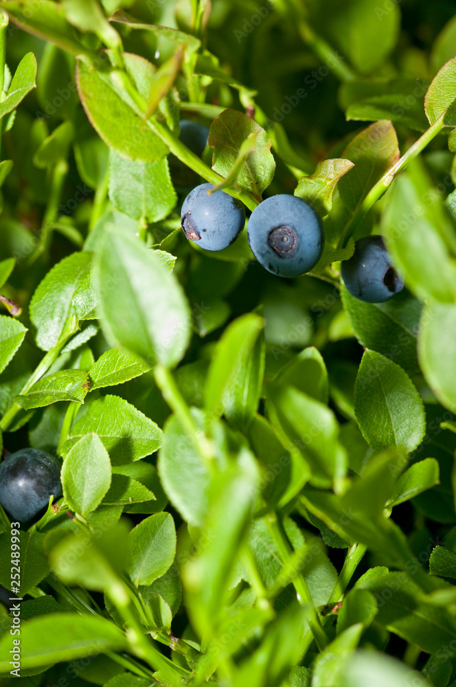 Vaccinium myrtillus Vaccinium myrtillus