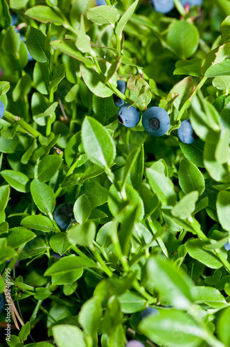 Vaccinium myrtillus