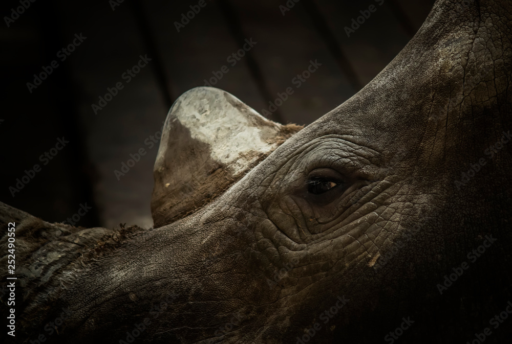 Obraz premium White rhino portrait on dark background. Close-up. Unrecognizable place. Selective focus