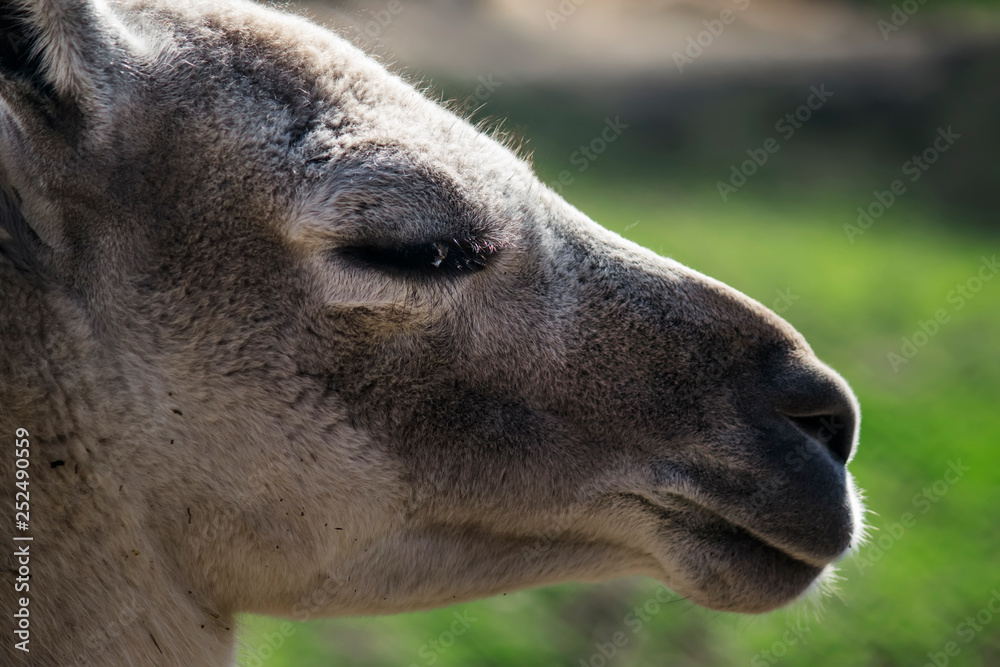 Guanaco portrait on the background of spring nature. Close-up. Unrecognizable place. Selective focus