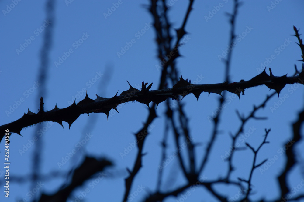 branches with sharp thorns with overexpose effect in front of high contrast blue background, thorn bush background abstract colored branches with sharp thorns with overexpose effect in front of high contrast blue background, thorn bush background abstract colored