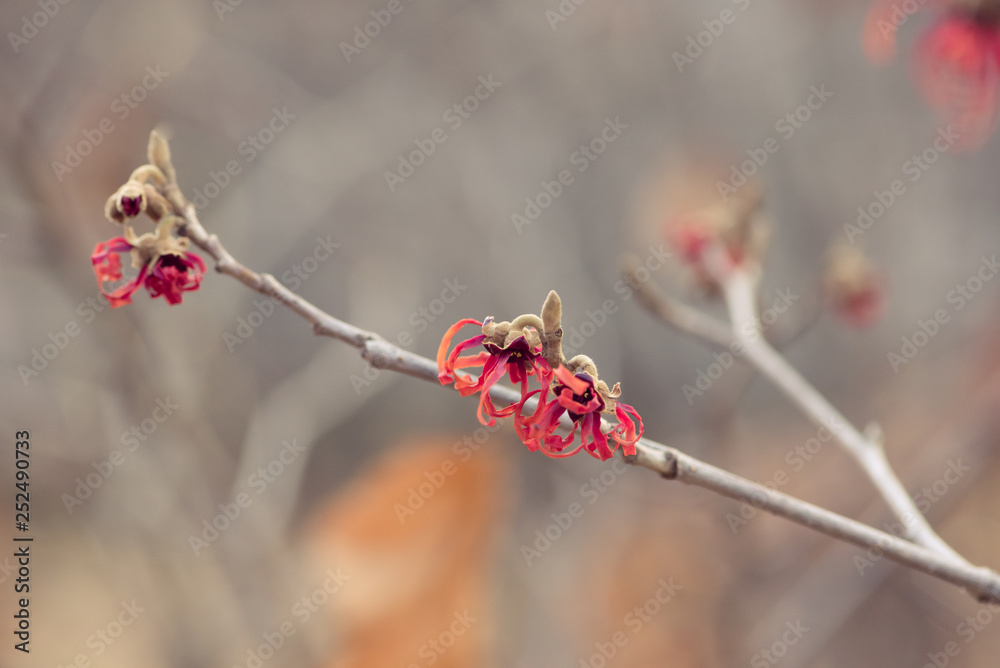 Witchhazel flower in the winter Witchhazel flower in the winter