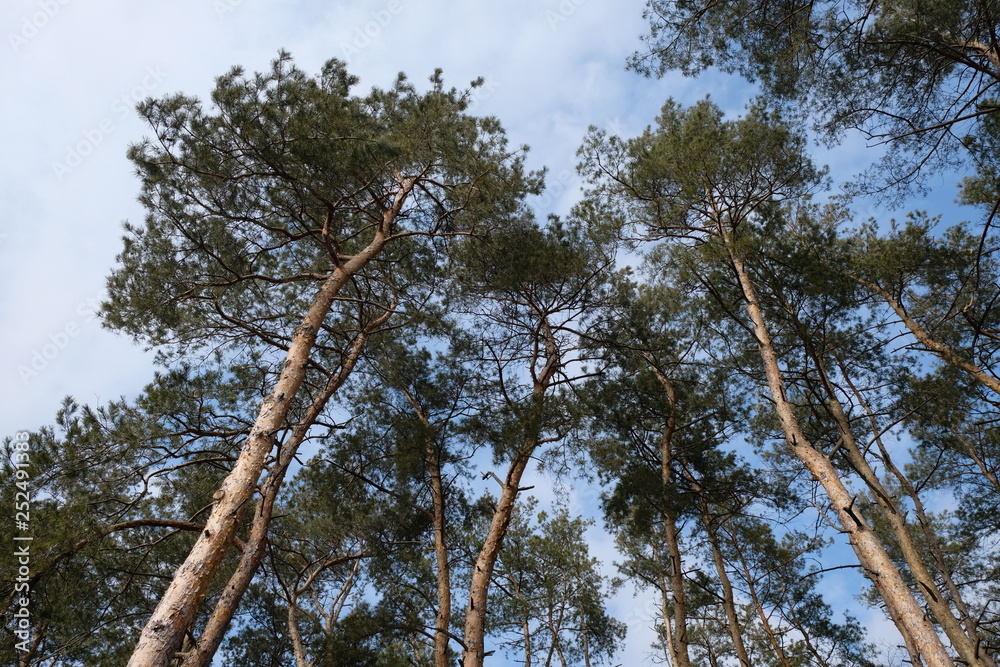 Fototapeta premium pines in the forest in winter. Pine tree tops with needles for a walk in the forest