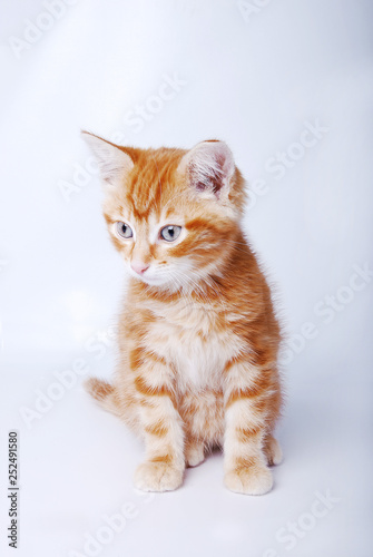 chaton roux 03