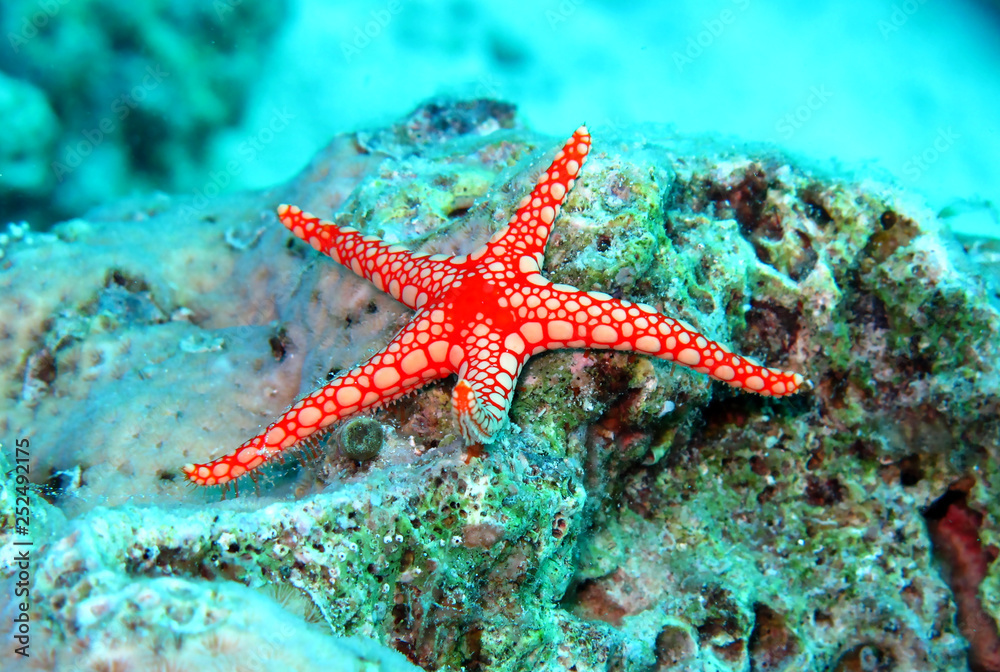 Amazing underwater world - Red Sea, Egypt. Amazing underwater world - Red Sea, Egypt.