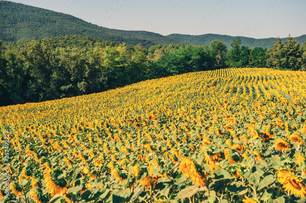 Sunflowers field in summertime, image taken in Tuscany, Italy