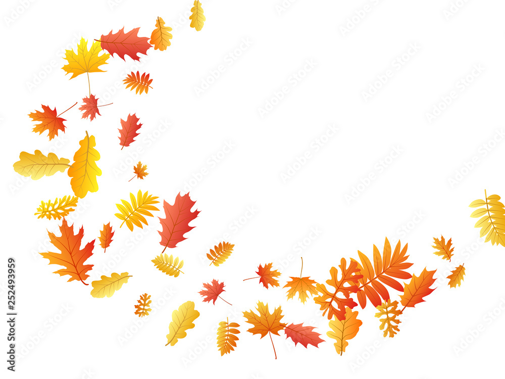 Oak, maple, wild ash rowan leaves vector, autumn foliage on white background. Oak, maple, wild ash rowan leaves vector, autumn foliage on white background.
