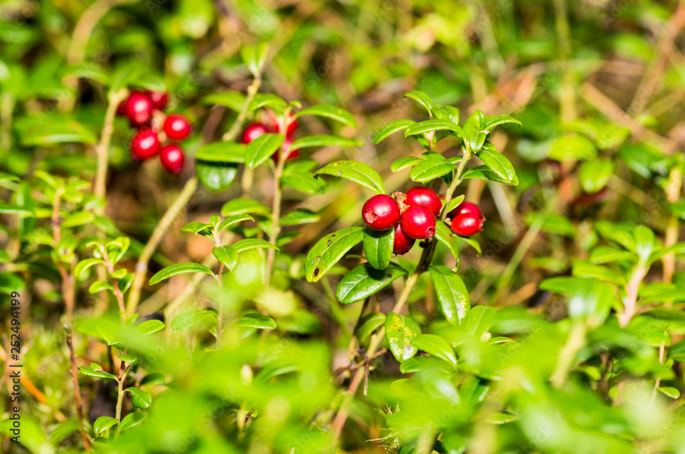 Vaccinium vitis-idaea Vaccinium vitis-idaea