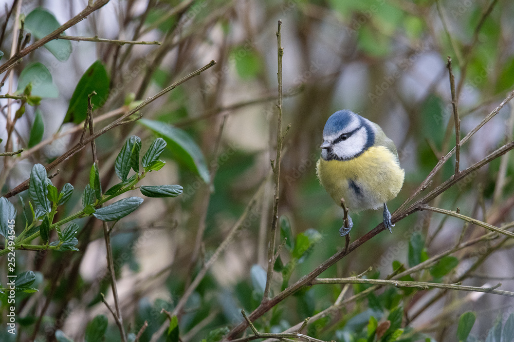 Fototapeta premium Blue Tit
