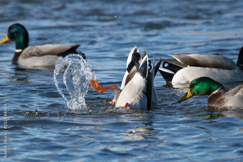 Fototapeta premium Diving Mallard