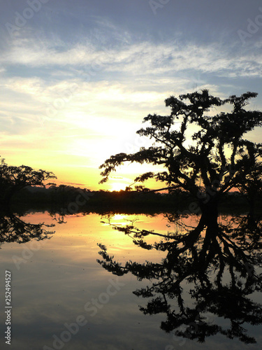 The silhoutte of a tree over a lake during sunset in a tour in cuyabeno, the largest national park in ecuadorian amazone © pangamedia