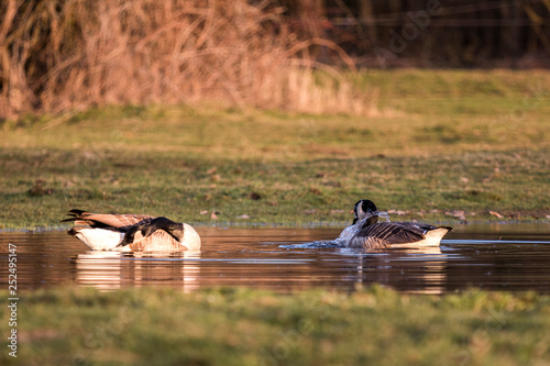 Billede på lærred Kanadagänse baden in einem Teich