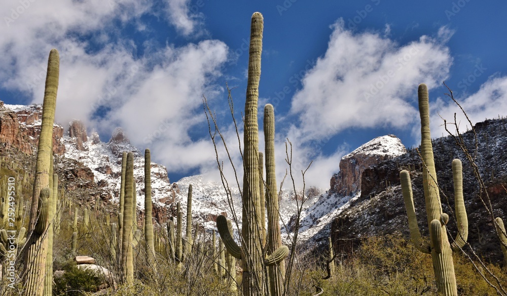Saguaro cactus of the Sonoran Desert and snow in the Catalina Mountains outside Tucson, Arizona.