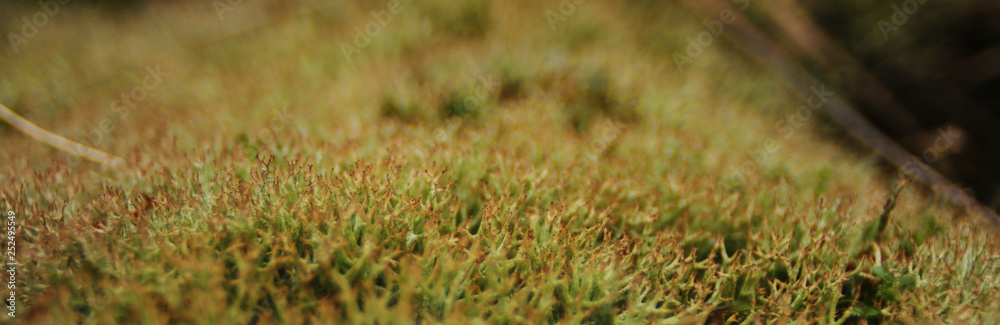 elongated macro photo of green moss, clearly showing the branched structure