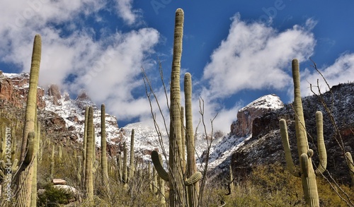 Saguaro cactus of the Sonoran Desert and snow in the Catalina Mountains outside Tucson, Arizona. © michaelfitz