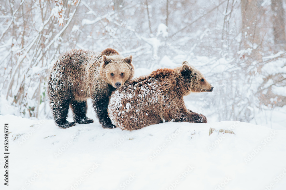 Obraz premium Bear cubs