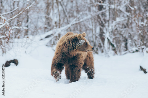 Wallpaper Mural Bear Torontodigital.ca