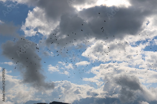 Bild auf Leinwand Oiseaux en vol avec nuages en arrière-plan