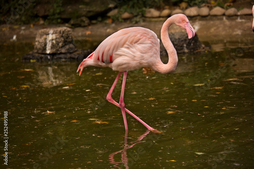 Greater flamingo ( Phoenicopterus roseus).