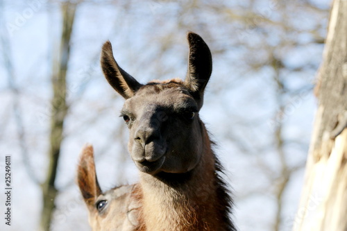 Fototapeta Naklejka Na Ścianę i Meble -  Lama