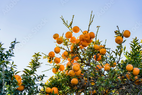 Mature orange hanging on the tree