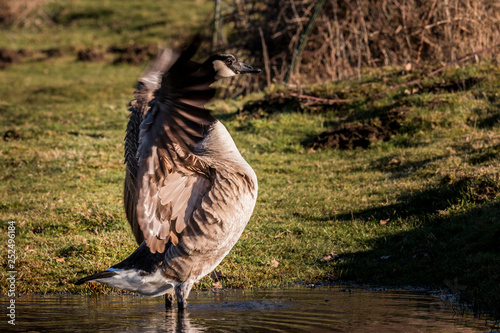 Kanadagans mit ausgebreiteten Flügeln photo