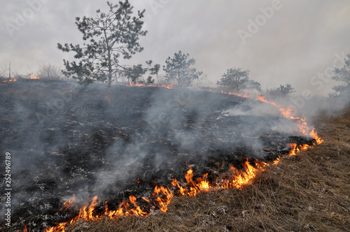 The pine forest burns dry grass