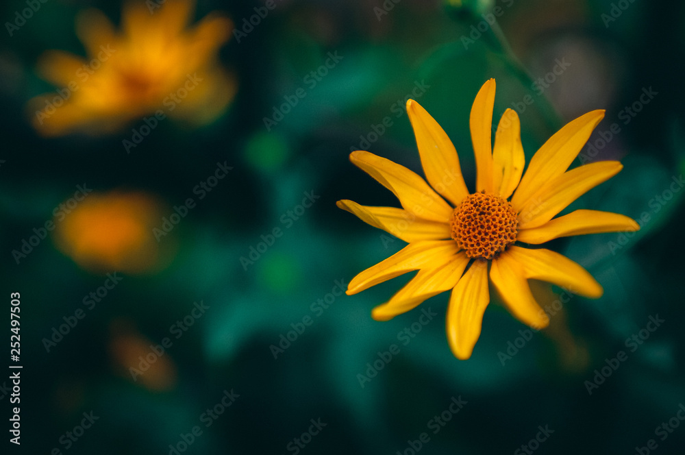 yellow flower on black background with copy space for text yellow flower on black background with copy space for text