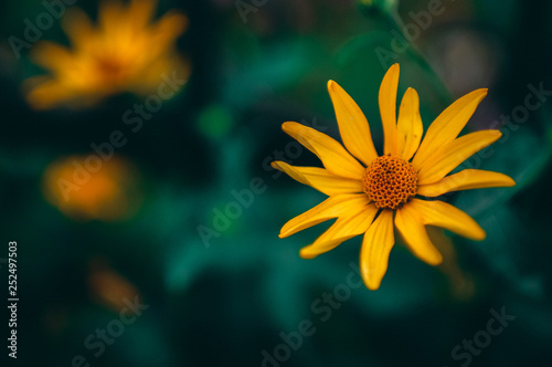 yellow flower on black background with copy space for text