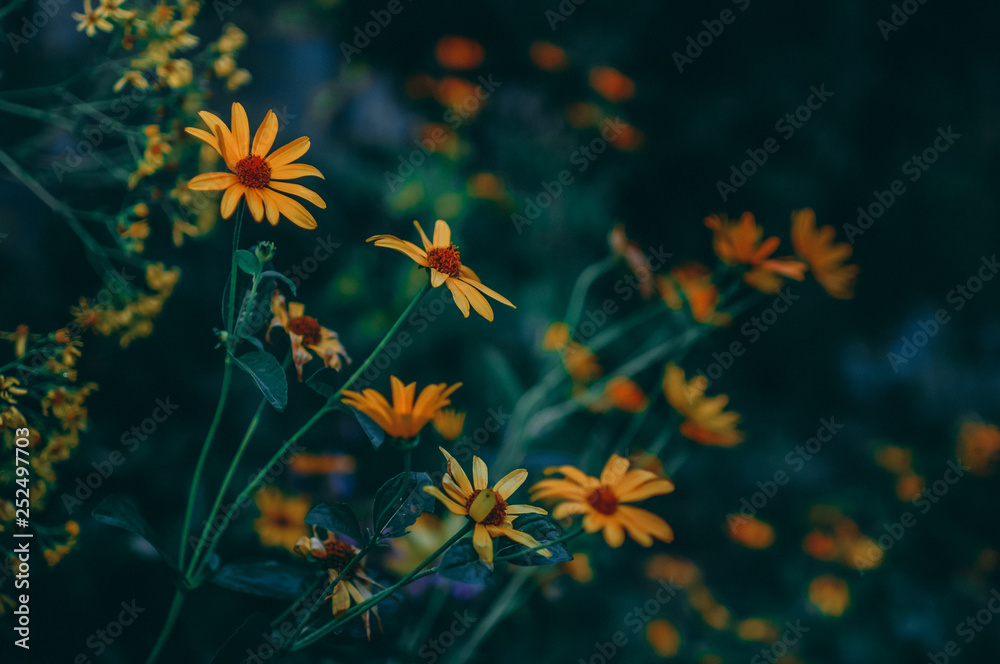 yellow daisies flower bed