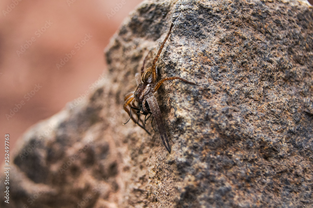 Obraz premium The spider caught the prey and holds it in its paws while sitting on a stone