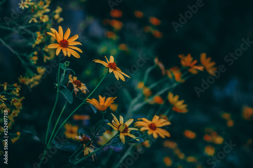 yellow daisies flower bed © CONSTANTIN