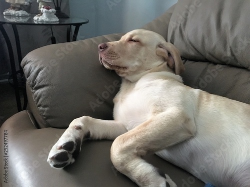 the little yellow labrador dog sleeping on the couch in his bed