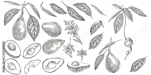 Avocado. Hand drawn illustrations. Tropical summer fruit engraved style illustration.