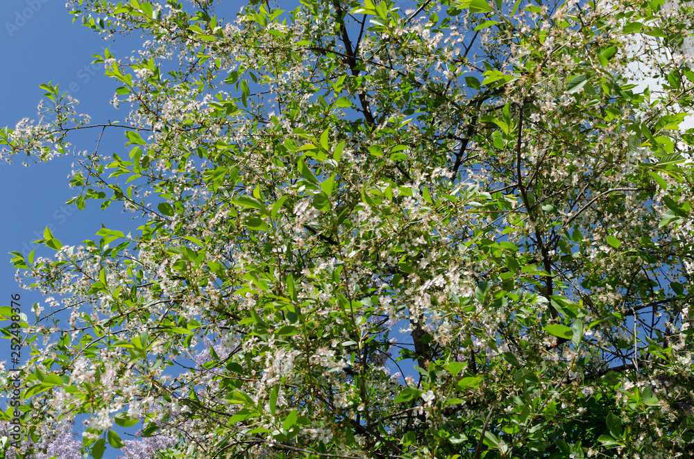 A blooming apple tree against a blue sky. Awakening of nature. The concept of spring. A blooming apple tree against a blue sky. Awakening of nature. The concept of spring.