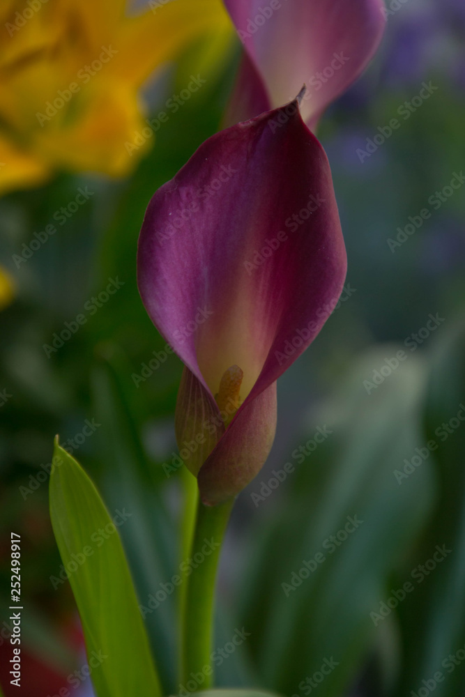 Beautiful purple calla in a flower shop, yellow Lilium flower in the background, blooming Lilly flower, bouquet for 8 march, mother's day, women's day, valentine's day