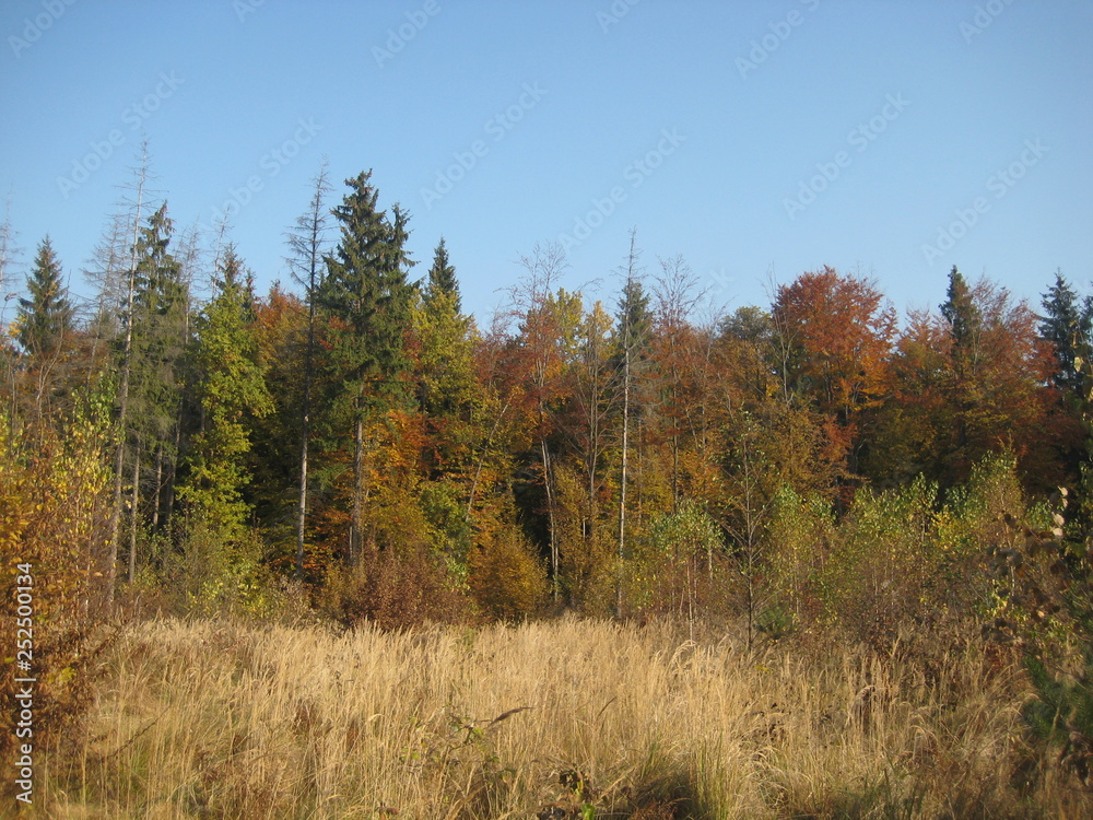 forest in autumn