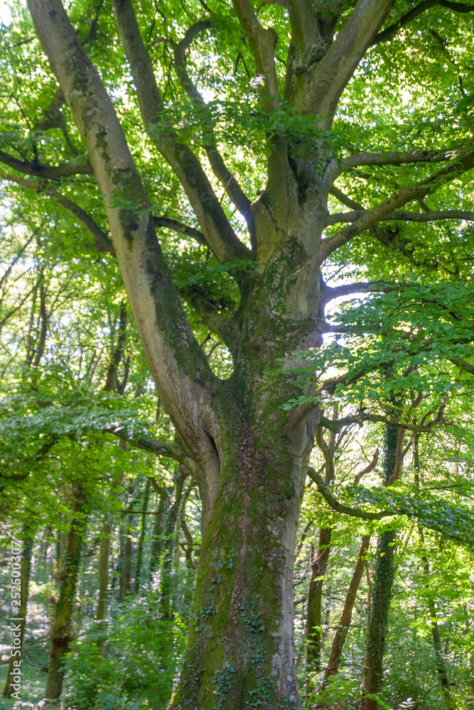 Obraz premium walk in a forest