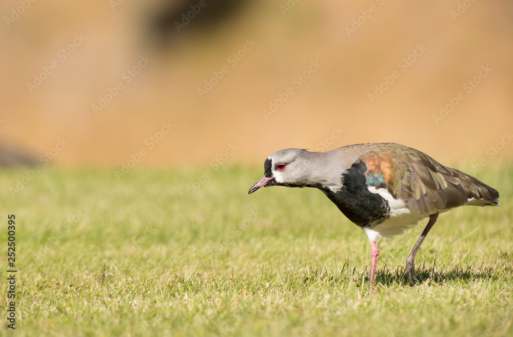 Fototapeta premium Southern Lapwing on the Grass. Tero. 