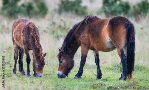exmoor ponies in the landscape