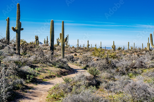A trail through the Arizona desert