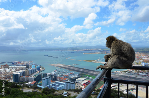 Barbary Macaque Monkey Overlooking the Strait of Gibraltar