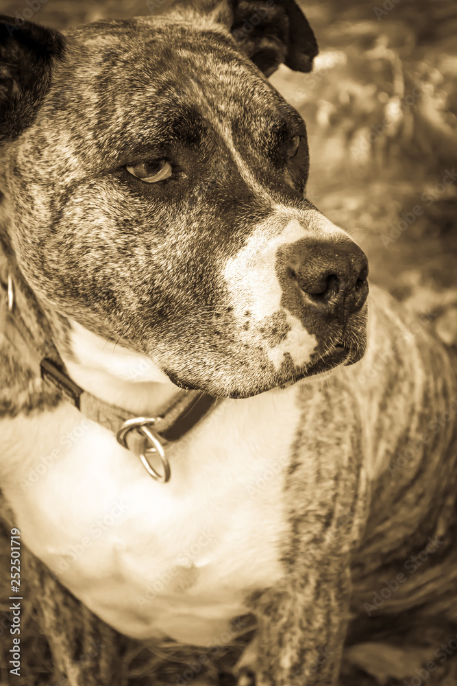 Dog breed Burbul on nature in the park in summer close-up. Black and white old grunge vintage photo. Dog breed Burbul on nature in the park in summer close-up. Black and white old grunge vintage photo.