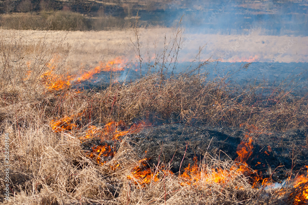 Burning field, old dry grass on fire at spring