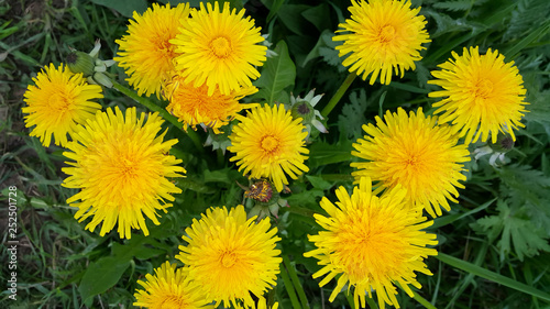 Bright yellow dandelion flowers