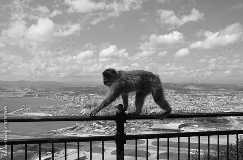 Barbary Macaque Monkey Walks along Railings High above Gibraltar