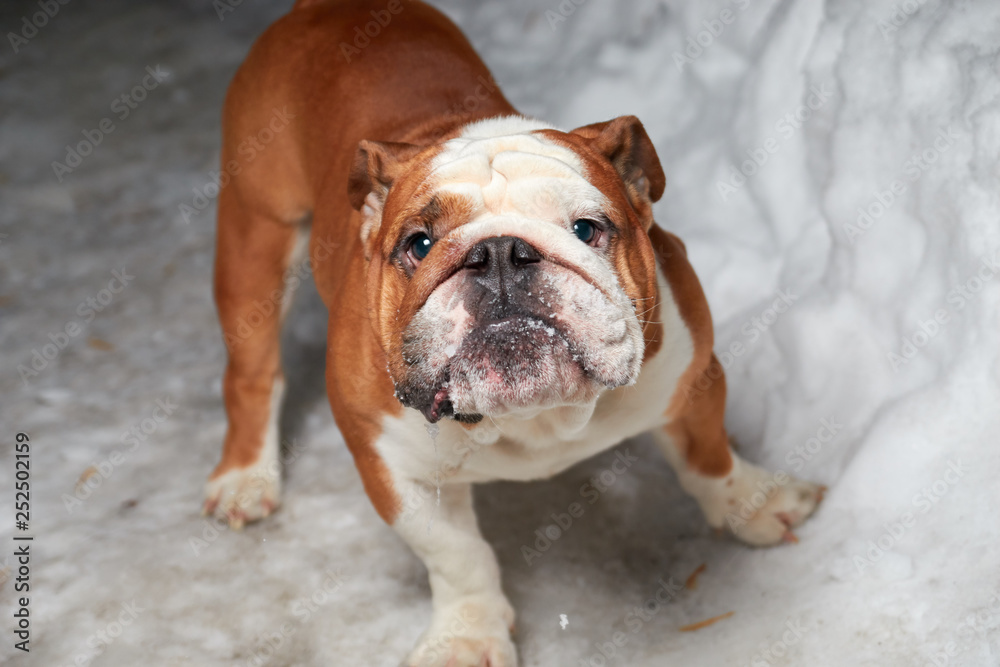 english bulldog on snow night lighting