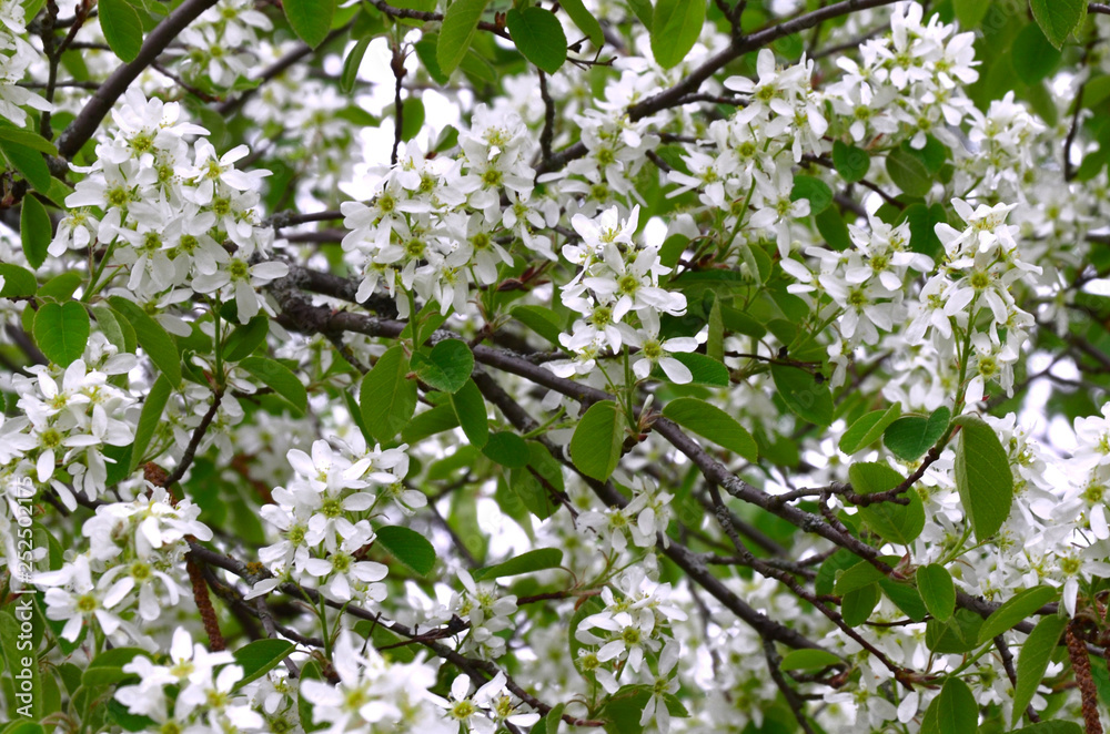 flowering branches of the Irga in the spring garden flowering branches of the Irga in the spring garden