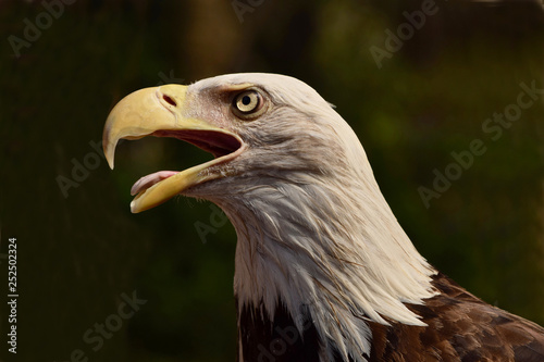 Bald Eagle bird head side portrait close up beak open tongue shown
