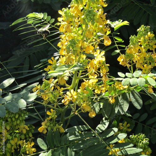 Bumble bees on wild senna photo